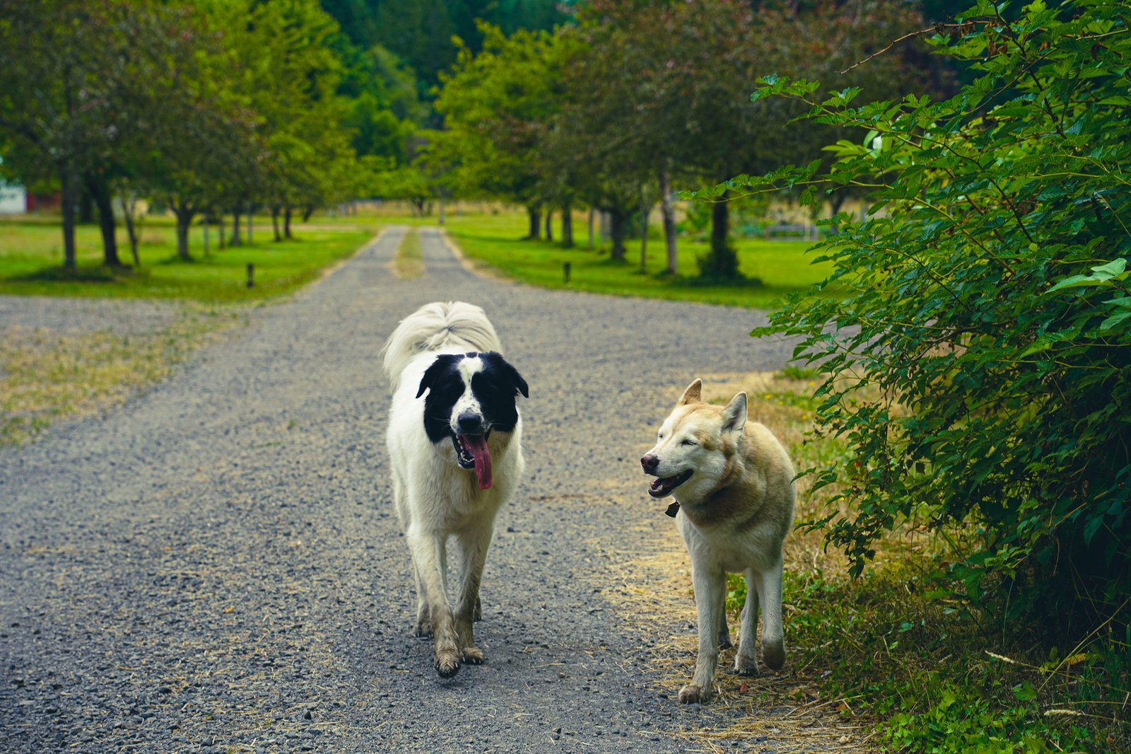 best farm dogs in the world capella farm
