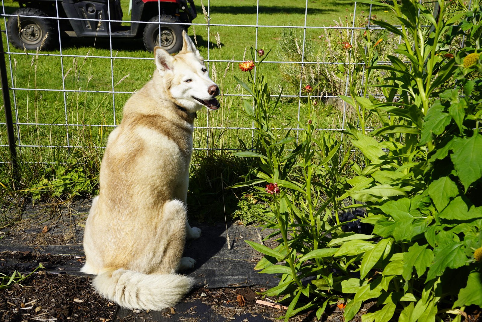 Billie the Husky Capella Farm