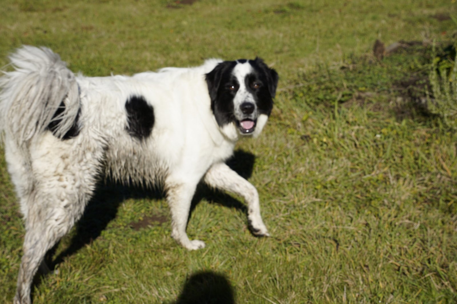 Ludo the best Great Pyranees Capella Farm