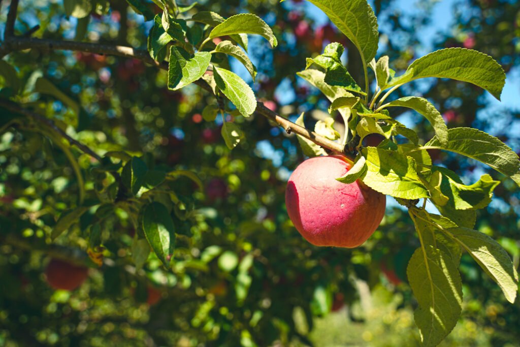 permaculture growing systems that make sense one apple branch capella farm