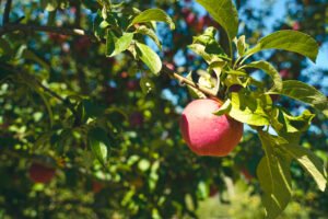 permaculture growing systems that make sense one apple branch capella farm