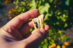 orca bean capella farm