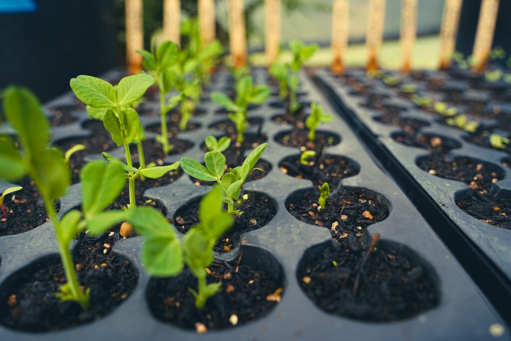 plant starts seedlings capella farm quilcene washington