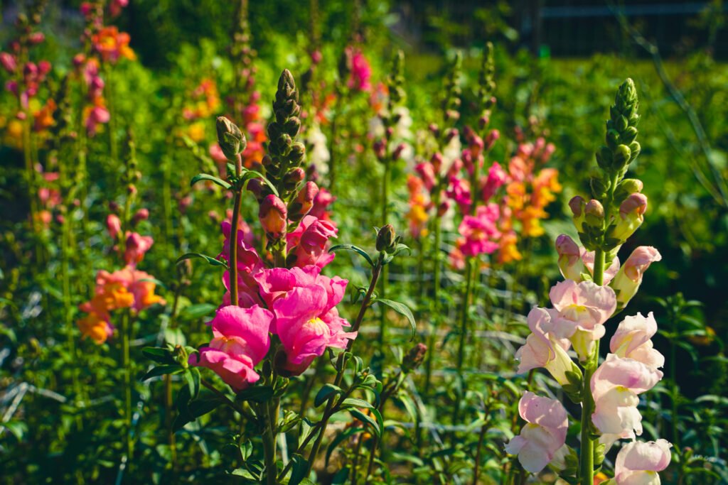 snapdragons capella farm