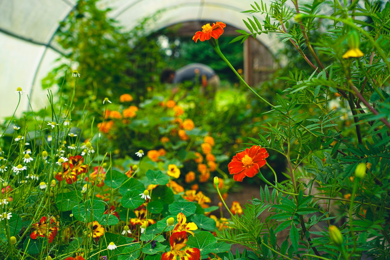 gene harvesting in a high tunnel capella farm